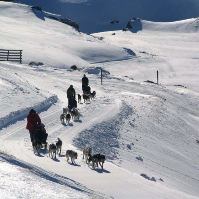 Dog Sled Tours SNow Farm