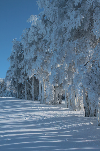 Lengas de nieve, Cerro Mirador