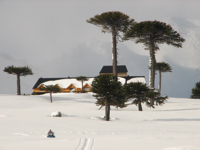 Nieves del Cerro y Araucarias, Caviahue