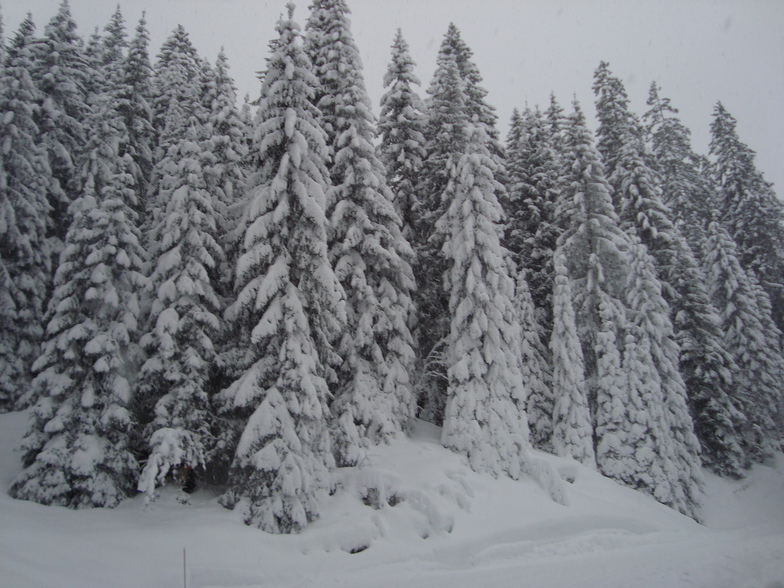 Snow in the Prattigauer Wald above Davos/Klosters