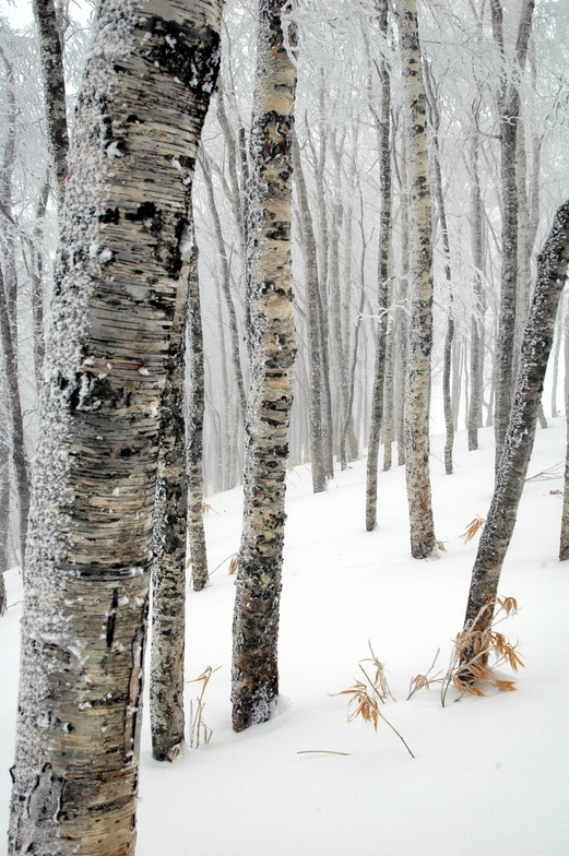 Japanese Birch, Rusutsu, Rusutsu Resort