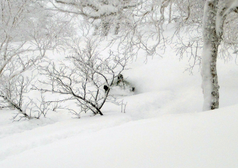 Asahidake trees