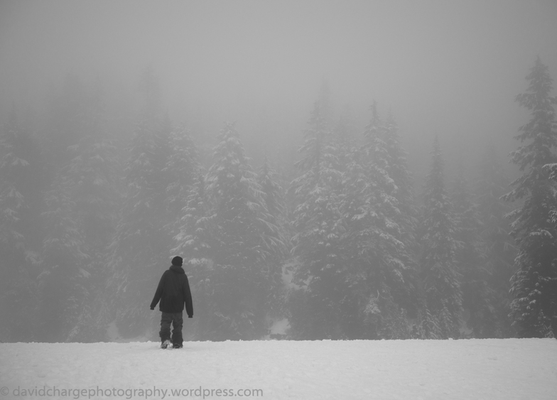 Cloud forest, Mt Seymour