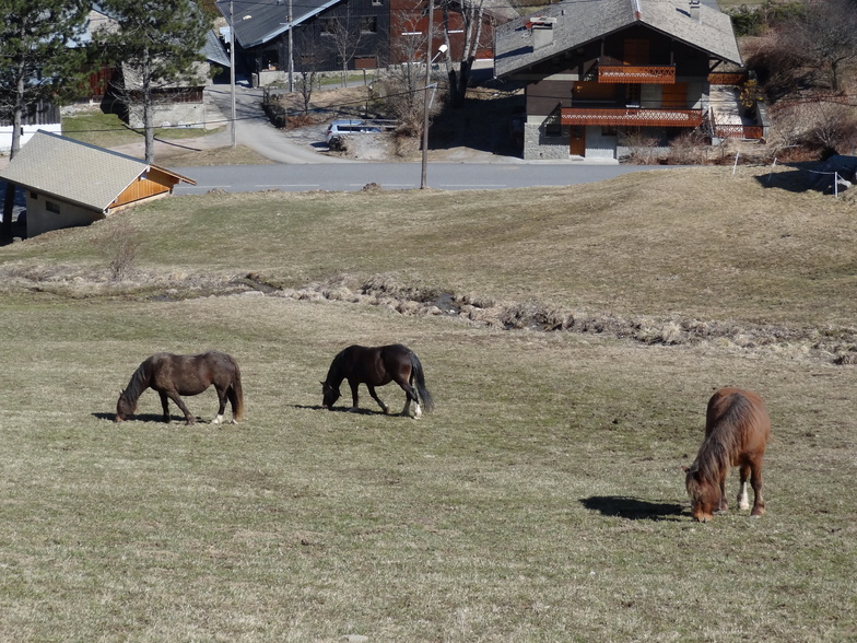 Horses Morzine!