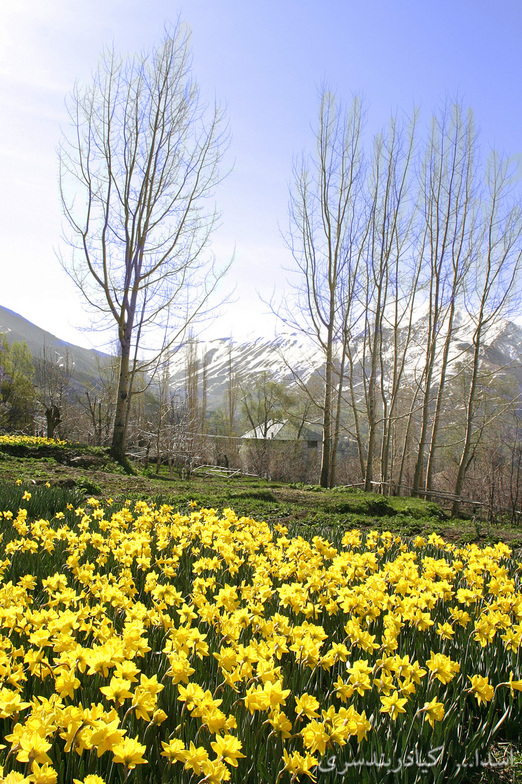 spring darbandsar