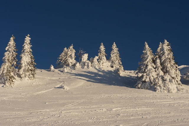 Trees plastered with snow, La Dôle