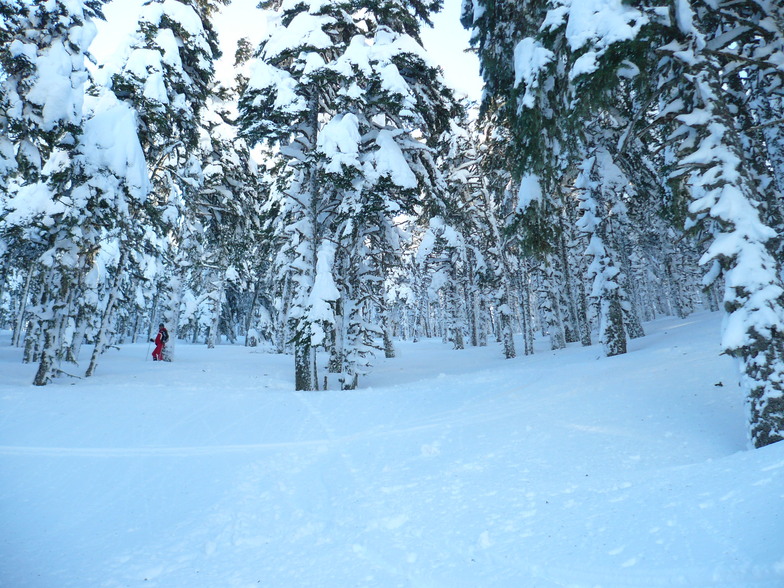 Tree skiing, Kalavryta Ski Resort