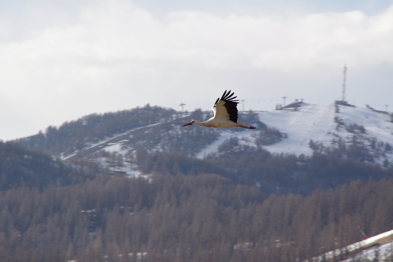 qUAND PASSENT LES CIGOGNES, Valberg