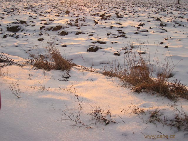 Snowy field