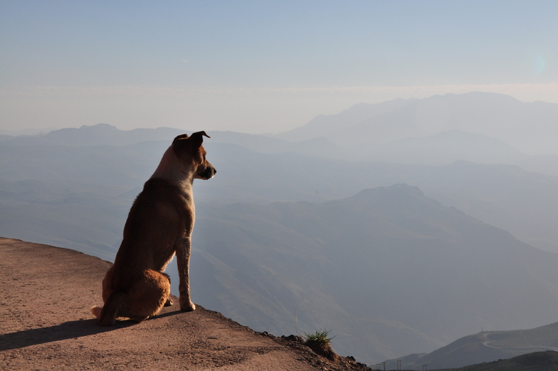 Thinking dog, Valle Nevado