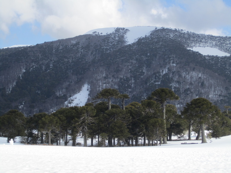 Araucaria Forest, Corralco