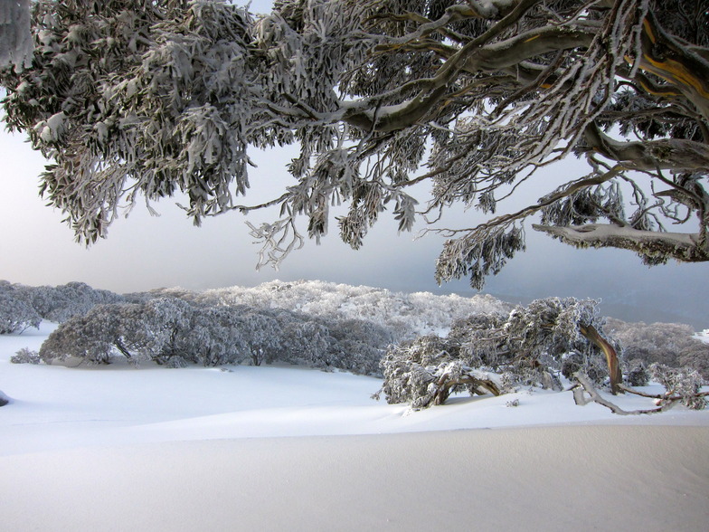 Encrusted snow gum near Bogong Creek, Thredbo, Australia