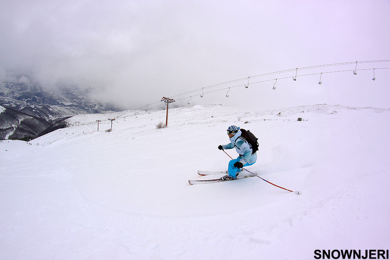 Light blue Daci, Brezovica