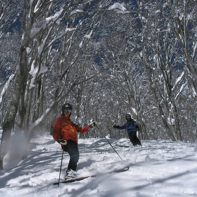 tree & steap slope, Madarao Kogen