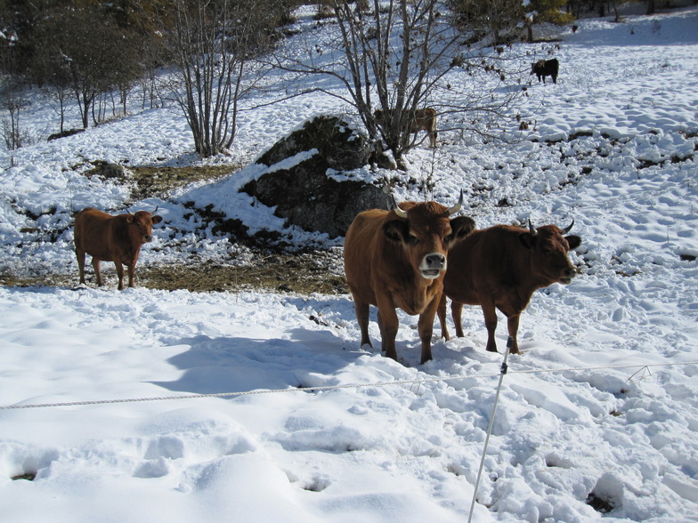 Unhappy Tarines, Sainte Foy