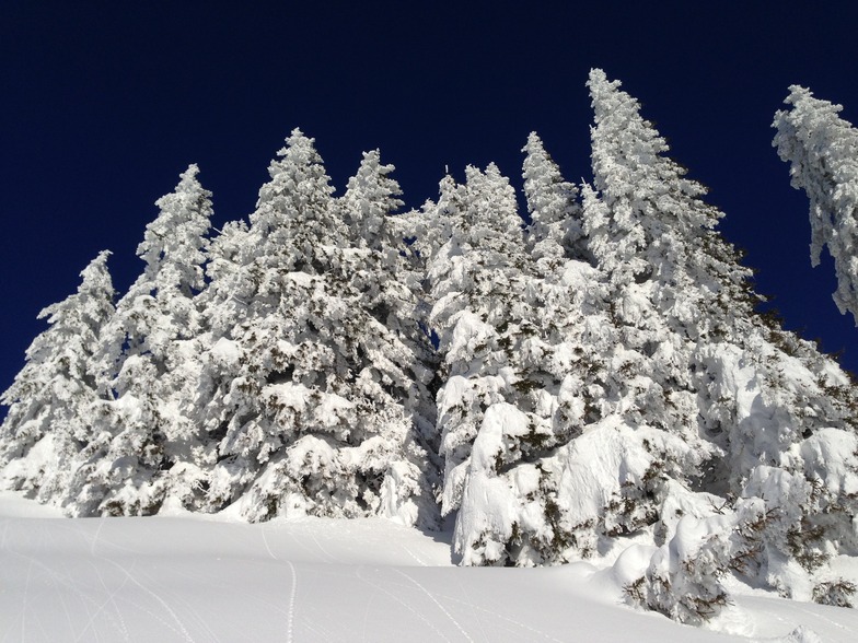 trees, Morzine