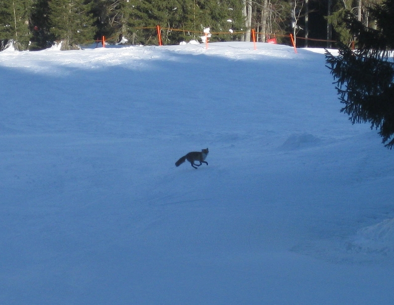 slope fox, Balderschwang