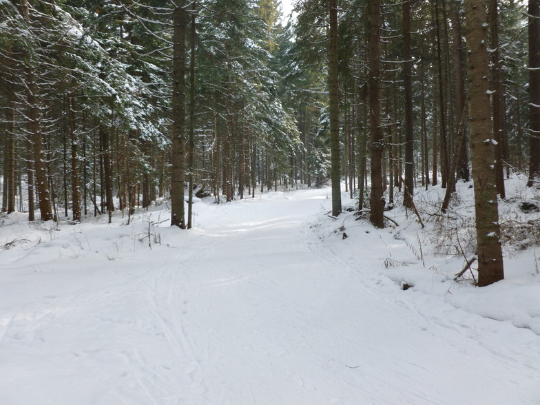 cool forest views, Borovets