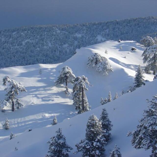 Fresh snow in Cyprus, Mt Olympus