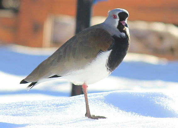 tero, Cerro Catedral