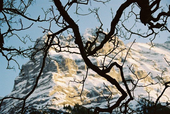 Wetterhorn near Grindelwald, Wengen