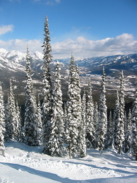 Trees in powder, Fernie