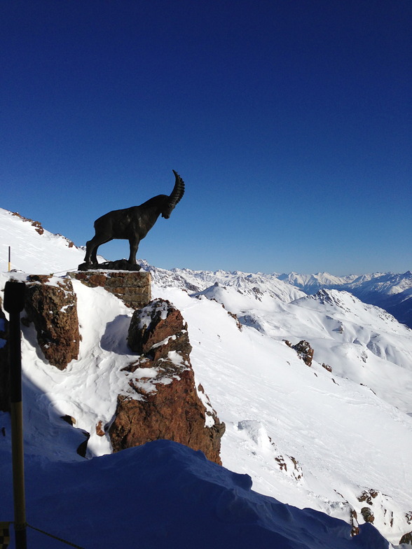 chamois of piz nair, St Moritz