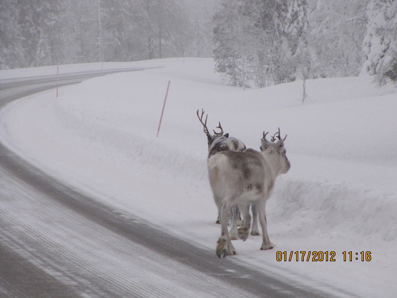 Lapland, Yllas