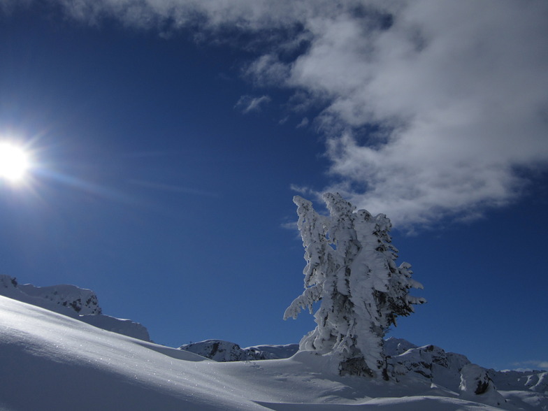 sapin solitaire, Montgenèvre (Vialattea)