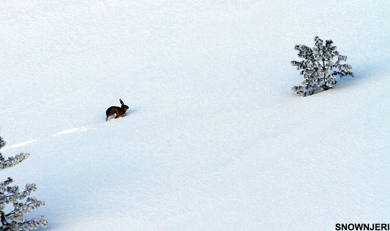 Scared Bunny, Brezovica