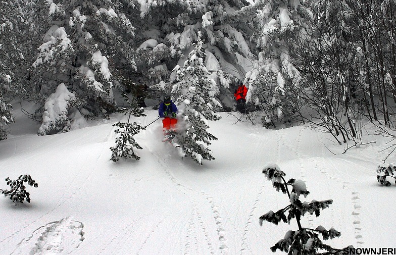 Tree hit, Brezovica