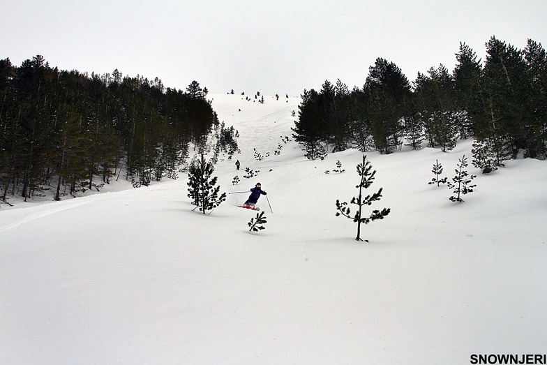 Under cica, Brezovica