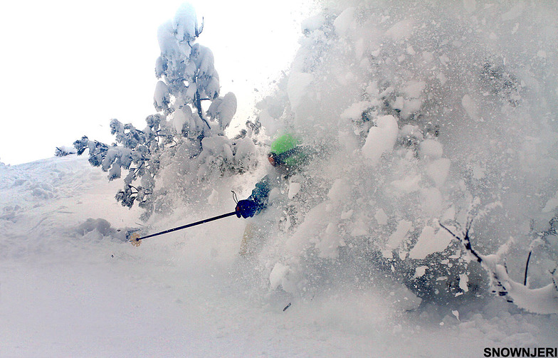 Between pine trees, Brezovica