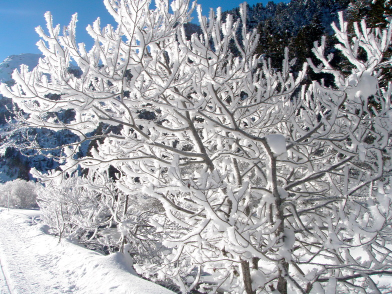 Frozen trees Lac Tueda, Méribel