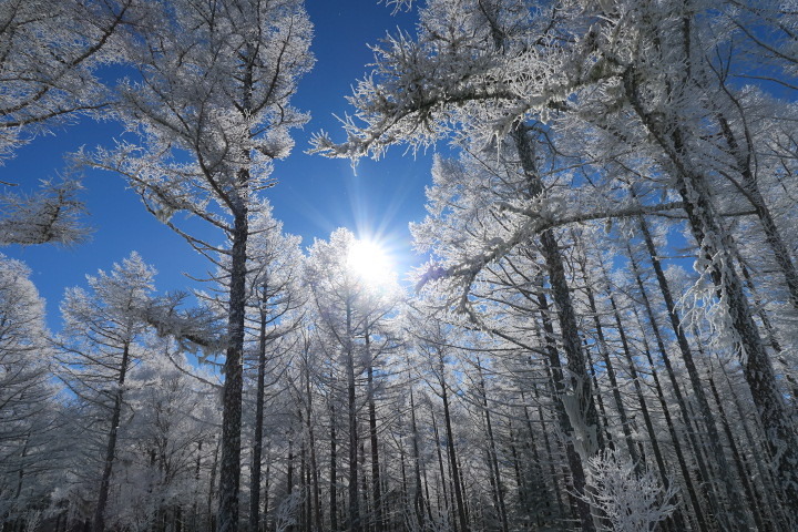 Shirakaba tree and Sun light., Shirakaba Kogen Kokusai