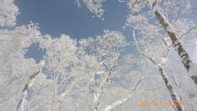 Japow trees, Rusutsu Resort