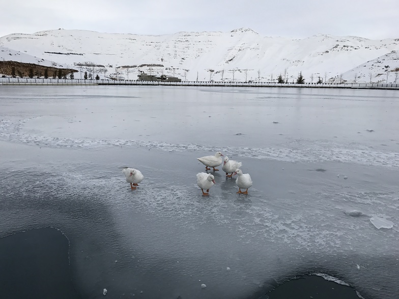 Walkig on fronzen lake, Zaarour Club