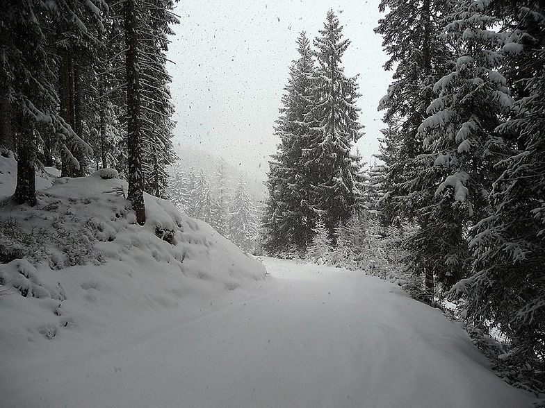 A Forest Track - Inneralpbach, Alpbachtal