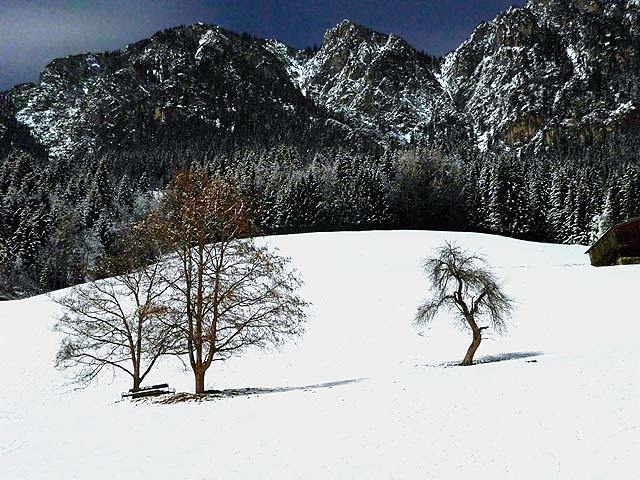 The Great Bear and the Tree, Alpbachtal