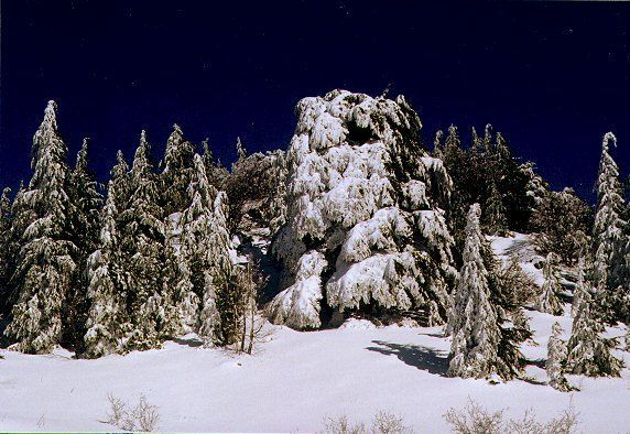 cedars trees after heavy snowfalls