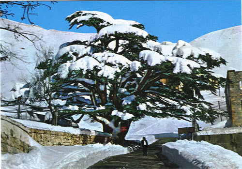 also sedars - lebanon, Cedars