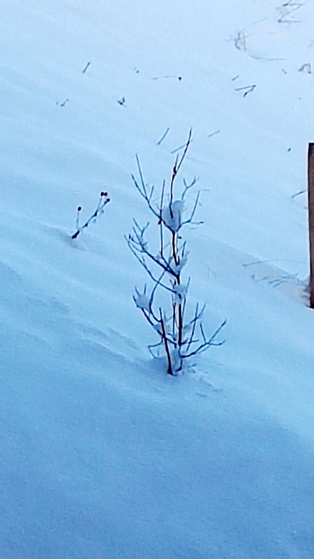 Nature in winter, Leysin