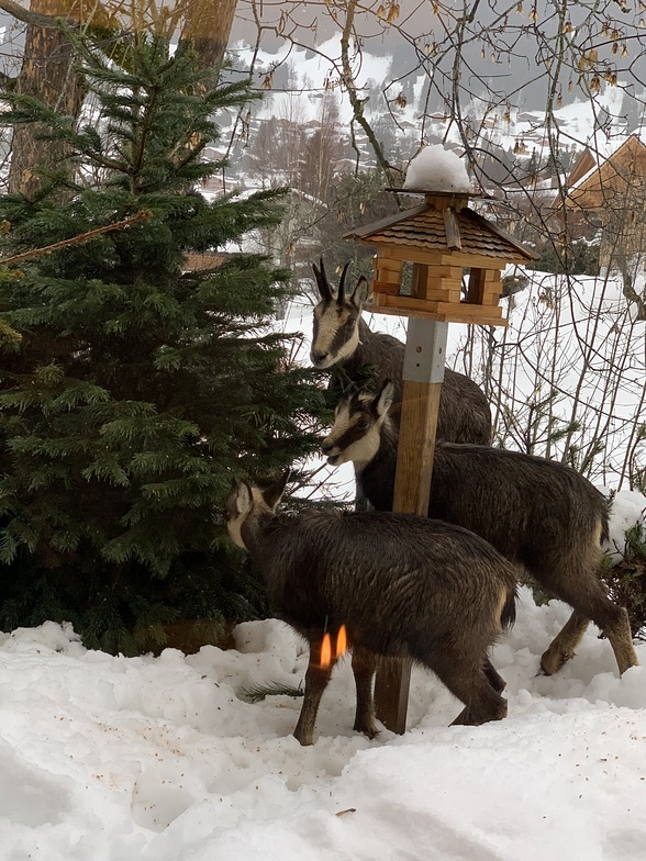 Visit in garden, Villars