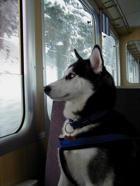 Ysabella seeing Snow, Mürren