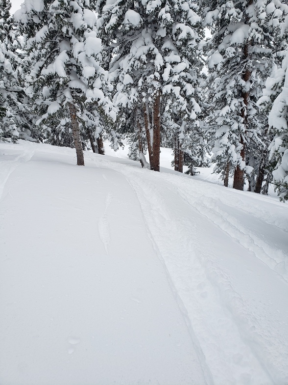 Aba trees, Arapahoe Basin