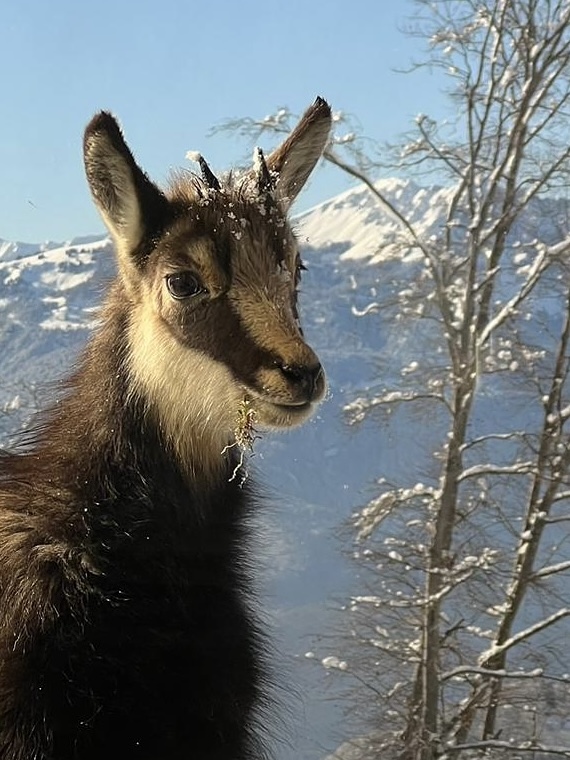 Baby Chamois, Villars