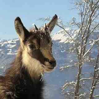 Baby Chamois, Villars