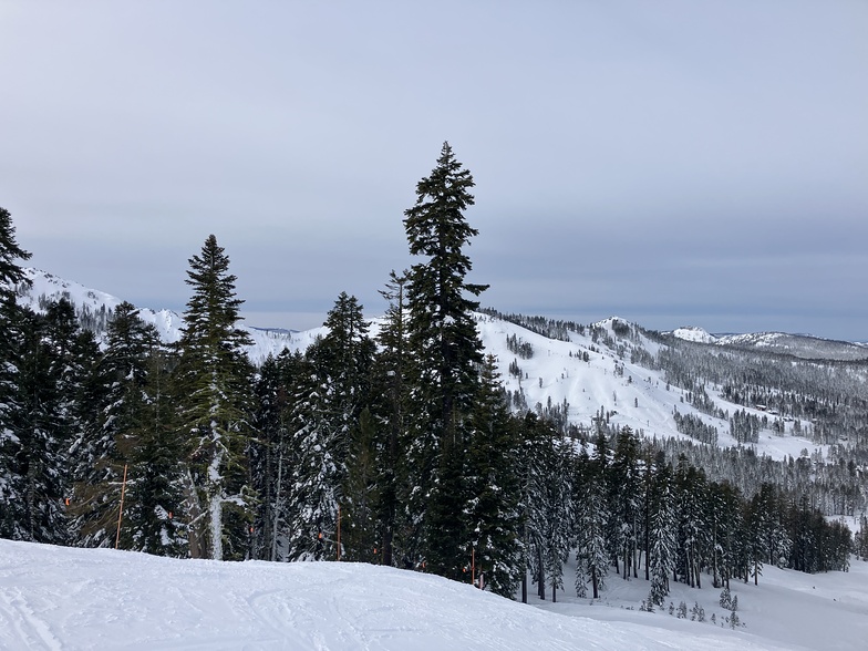 Trees, Sugar Bowl