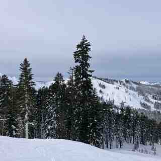 Trees, Sugar Bowl