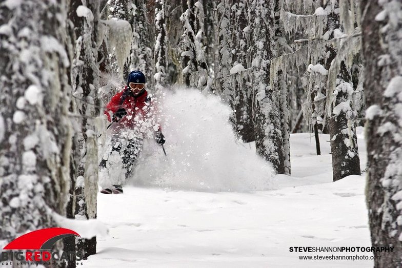 Lee ripping into the trees, Big Red Cats